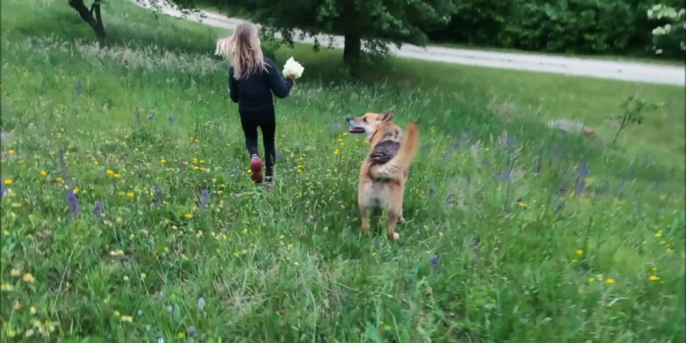 Die Regenbogenbrücke für Hunde und andere Haustiere