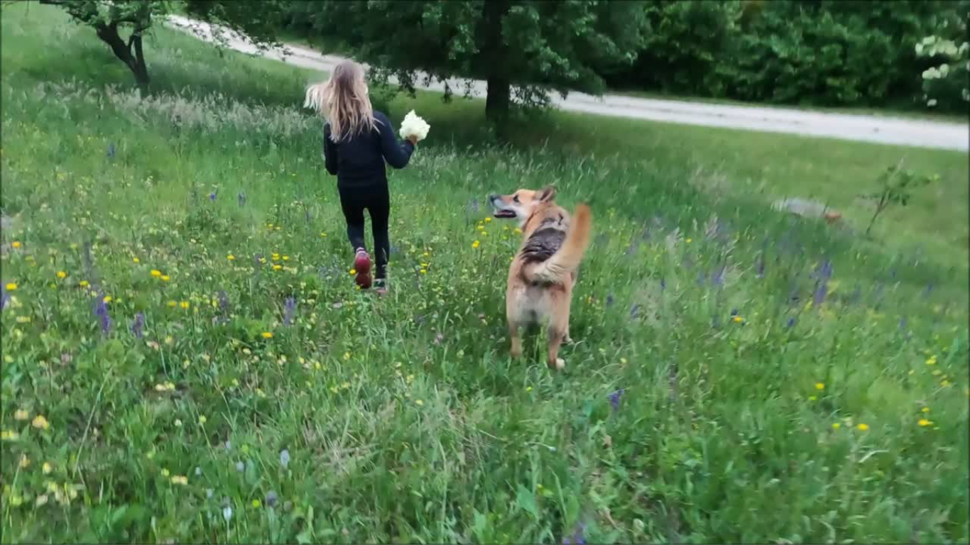 Die Regenbogenbrücke für Hunde und andere Haustiere